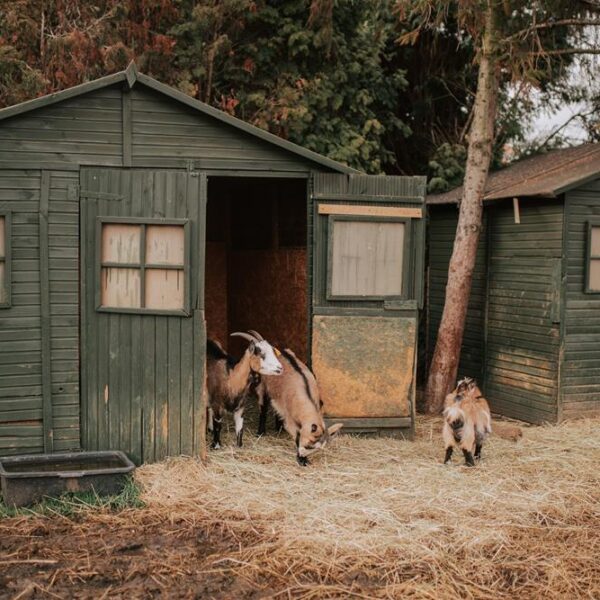 mini zoo, atrakcje dla dzieci, hotel przyjazny dzieciom, hotel pod dzieci, zwierzęta, hotel dla rodzin, hotel wielkopolska 36